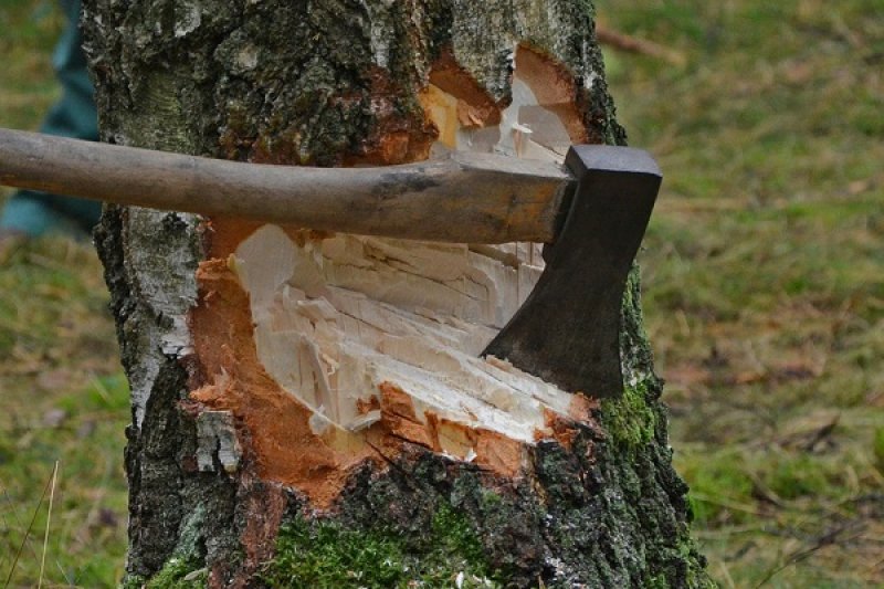 Ukončení období vhodného ke kácení dřevin